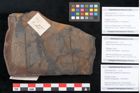 Foto (Objekt + Etikett) von Ginkgocladus novae zeelandiae Ettingshausen (NHMW-GEO-2024-0188-10267a)